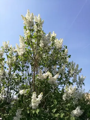 Jardin de l'établissement Le cigogneau-studio alcôve au calme