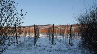 L'établissement Chambre d'Hotes Le Vogelgarten en hiver
