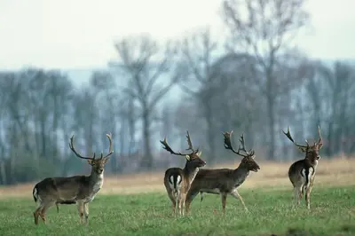 Animaux dans l'hôtel ou à proximité