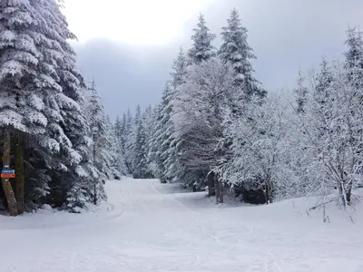 L'établissement Chalet Les Sapins Argentés en hiver