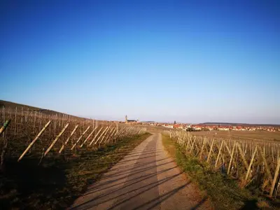 Plan de l'établissement Apartment in Dambach near Vineyards