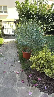 Jardin de l'établissement Villa Schmitt