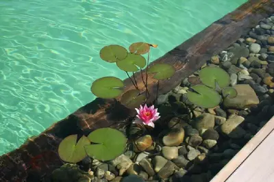 Jardin de l'établissement COTTAGE-GITE COEUR DE SUNDGAU