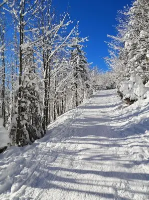 L'établissement Gîte Les Plains Champs en hiver