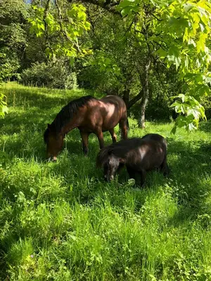 Animaux dans la maison d'hôtes ou à proximité
