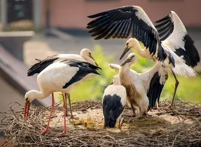 Animaux dans l'appartement ou à proximité
