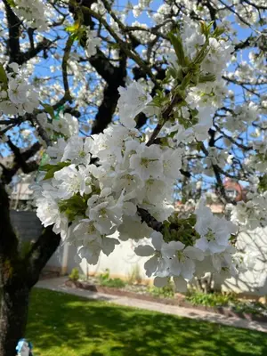 Jardin de l'établissement Appartement 3 lys