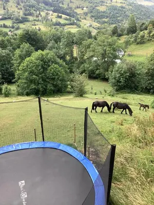 Animaux dans l'appartement ou à proximité