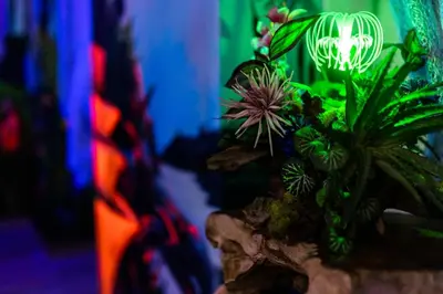 Jardin de l'établissement Avataar - L'arbre de Pandoraa
