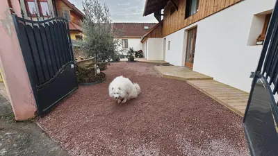 Animal ou animaux domestique(s) séjournant avec des clients dans l'établissement Votre chez vous